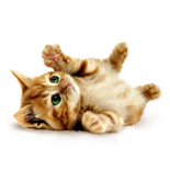 Сute kitten