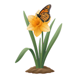 Nárcisz pillangóval