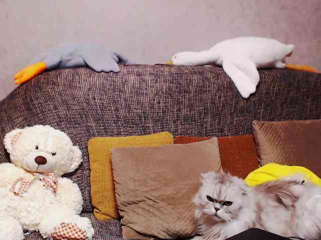 Ale4kaxx webcam