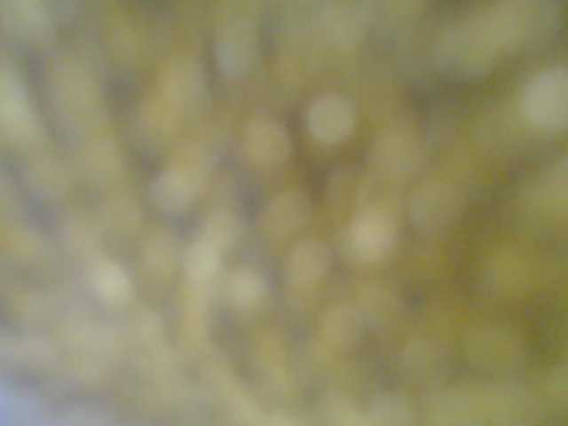 Xollan