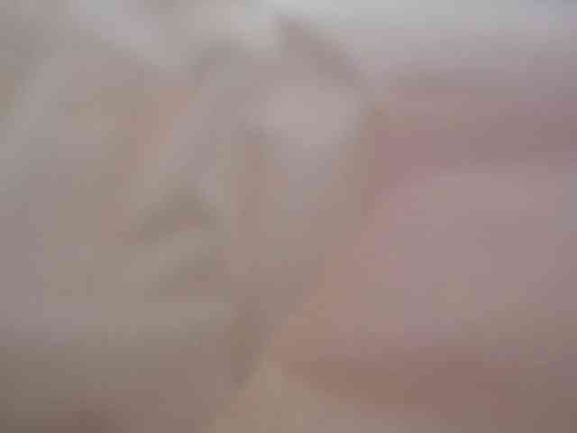 Xollan webcam