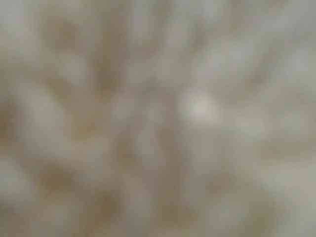 Xollan
