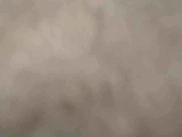 Xollan webcam