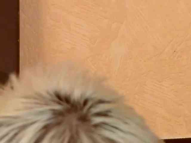 PoshLadyx webcam