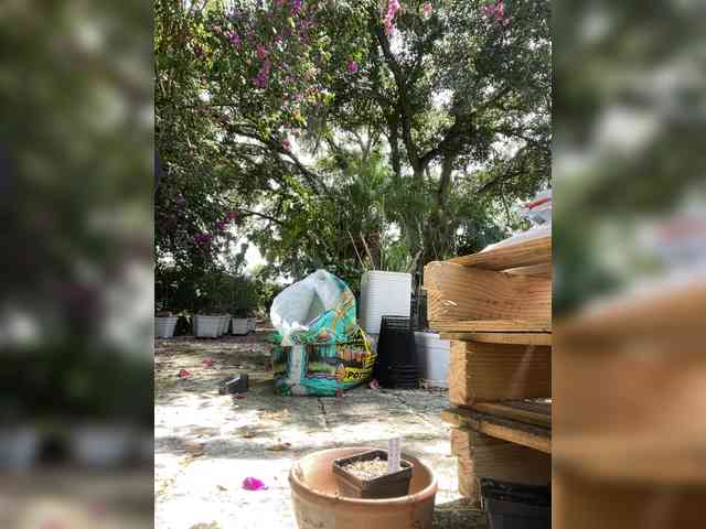 adrianna_fox webcam