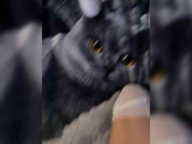 Lisa1225 webcam
