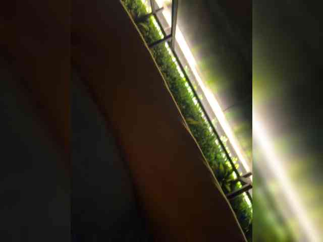 Lisa1225 webcam