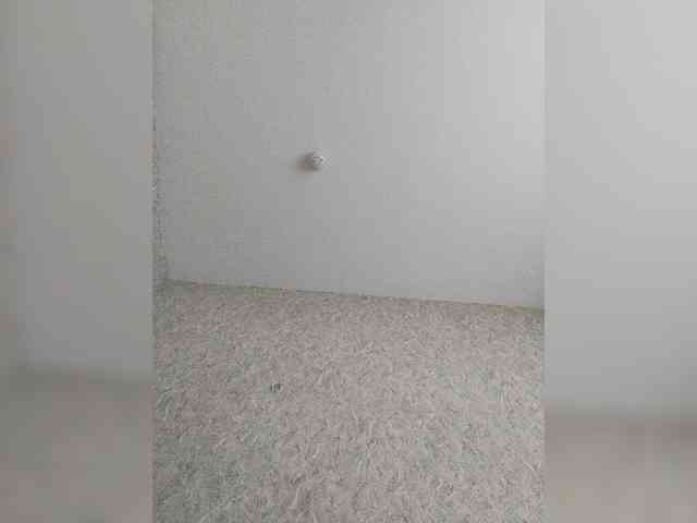 pautina100 webcam