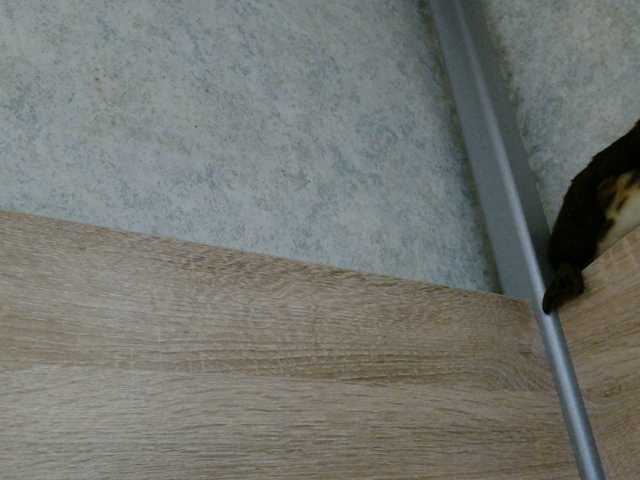 OXOTA-