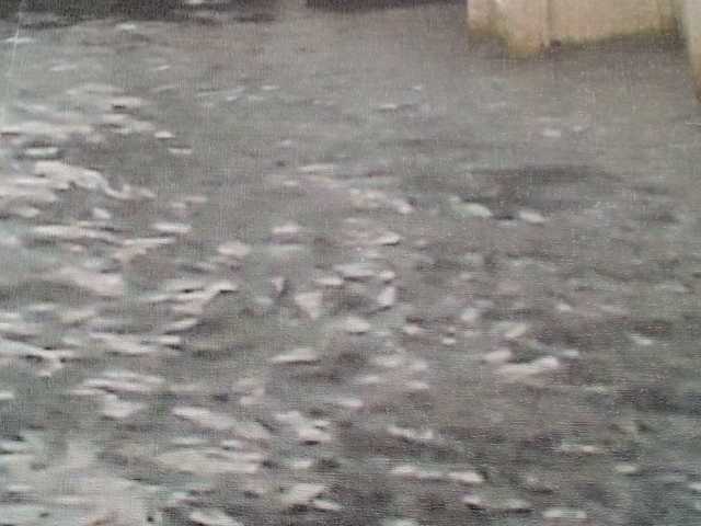 модель TvoyaIgrushka