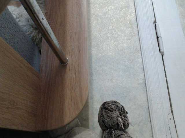OXOTA- live webcam show