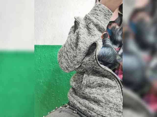 KOTENOCHEK_SEXY_KISA webcam