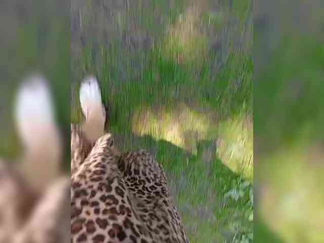 buniaya123 webcam