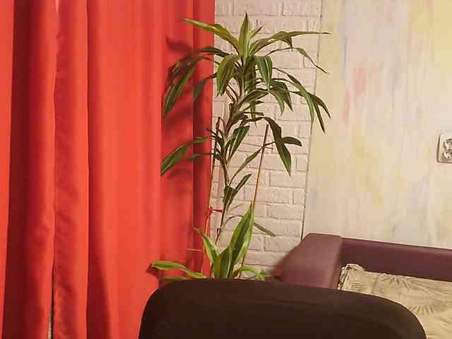 WitchWorld webcam