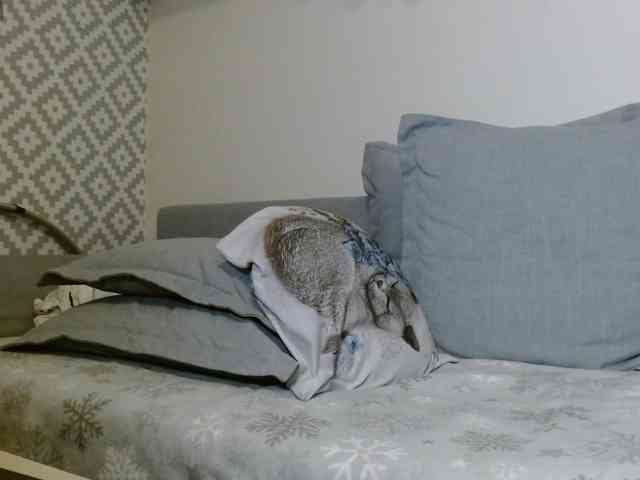 albinochka888 webcam