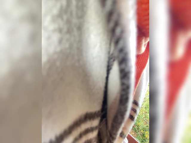 Alisasqrl