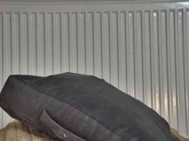 curvyana webcam