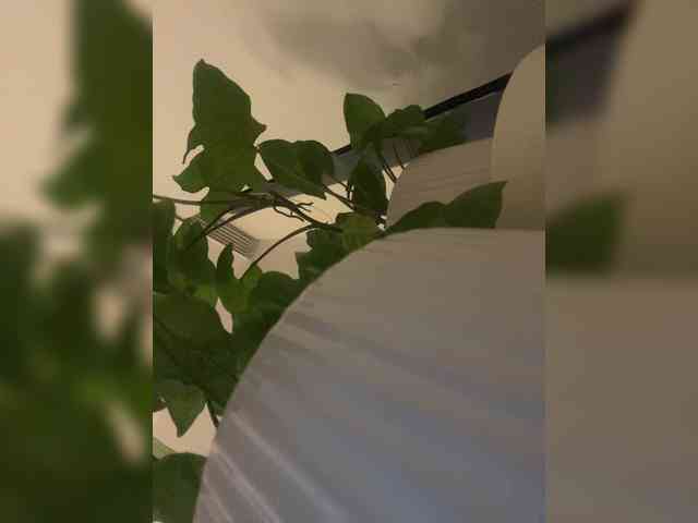 SallyeLeins webcam