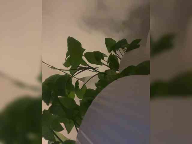 SallyeLeins webcam