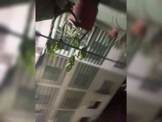 SallyeLeins webcam