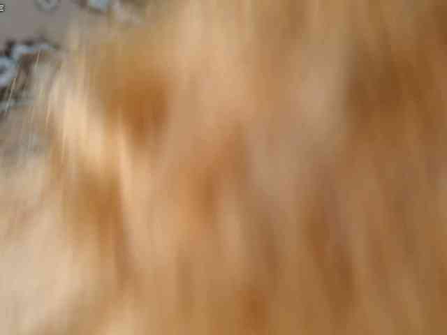 SimaGoldy