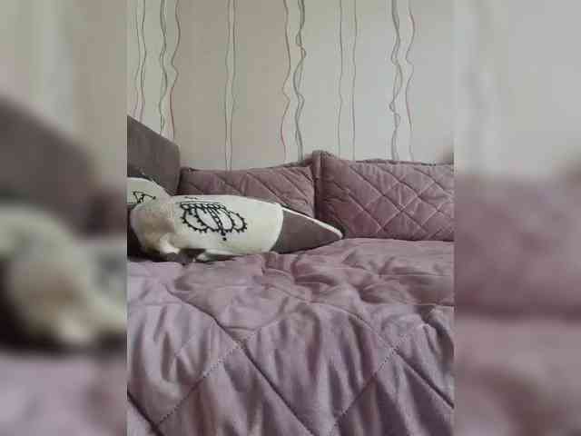 Catwomanbb webcam