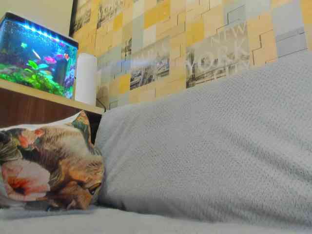 Vanilla_sexy webcam