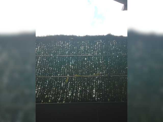 lovehornyman's BongaCams show and profile