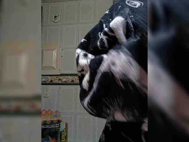 Cocochanell webcam