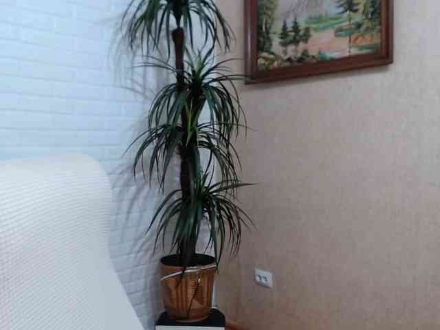 VishenkaStar webcam