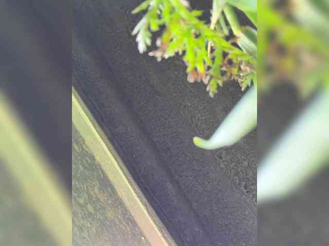 -MaybeBaby-