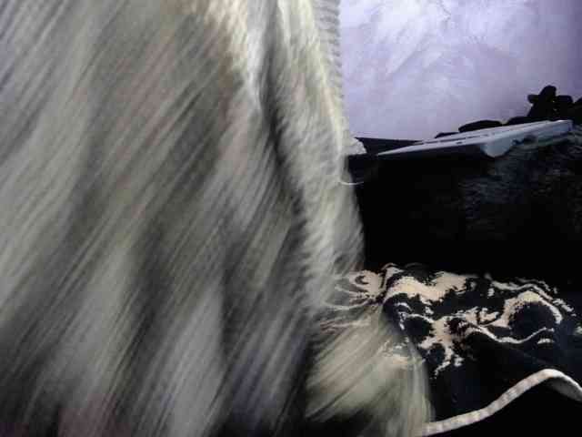 MonetCherry webcam
