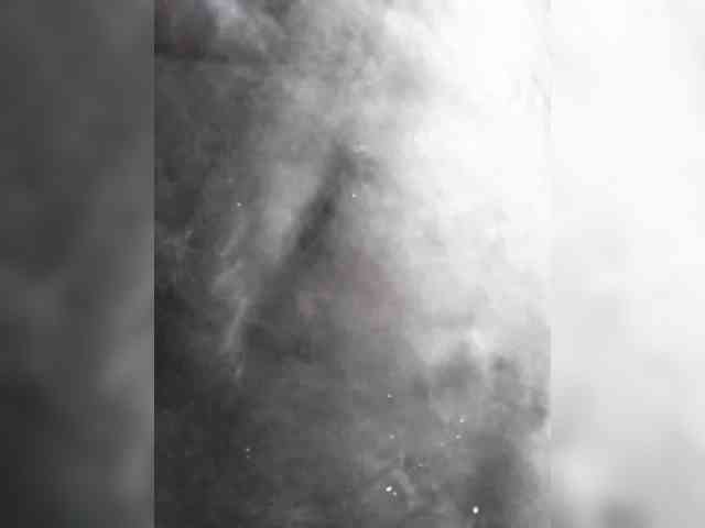 MerellinFicus webcam