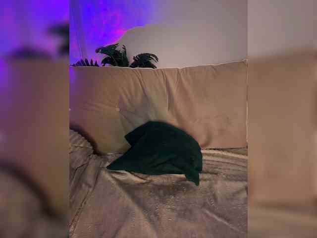 SugarDi webcam