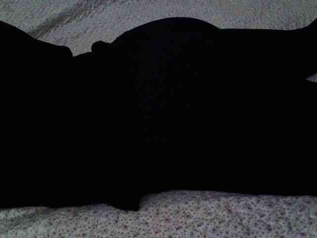 -magicrose- webcam