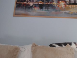 cleophee Porn Show