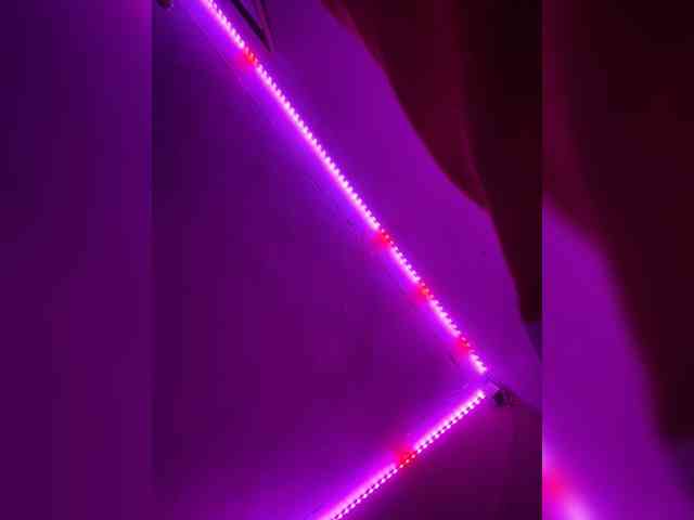 LittleToxic webcam