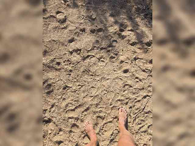 _Firsa_