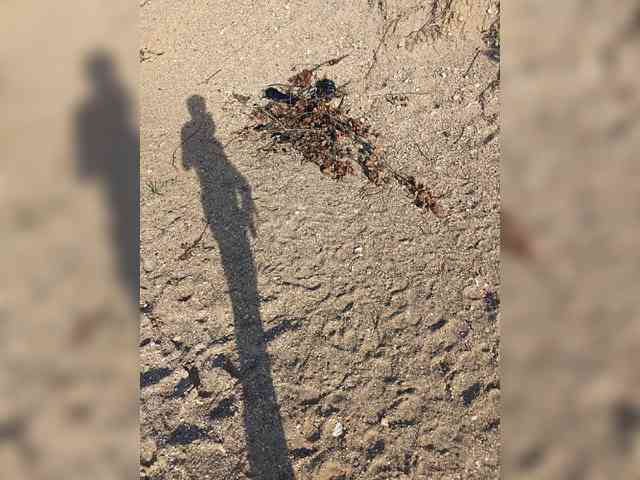 _Firsa_