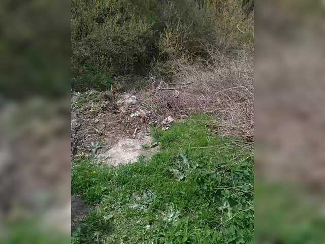 Zarevna's BongaCams show and profile