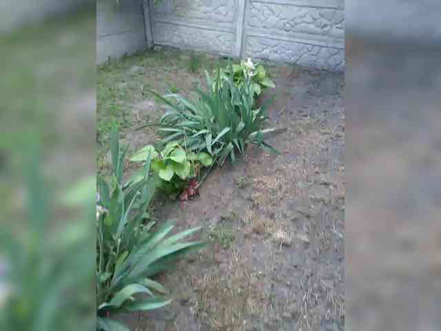 Zarevna webcam