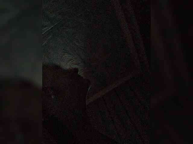 Zarevna webcam