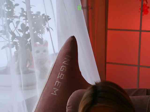 -ANN webcam