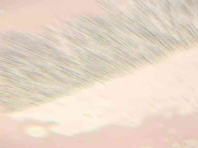 Модель: Taanni