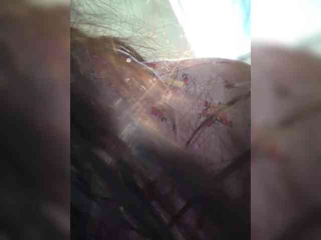 Taanni webcam