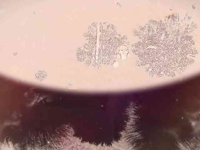 Taanni webcam