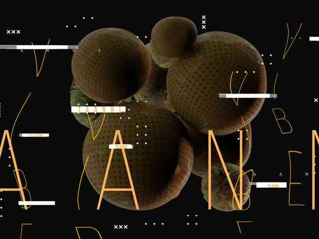 Taanni webcam