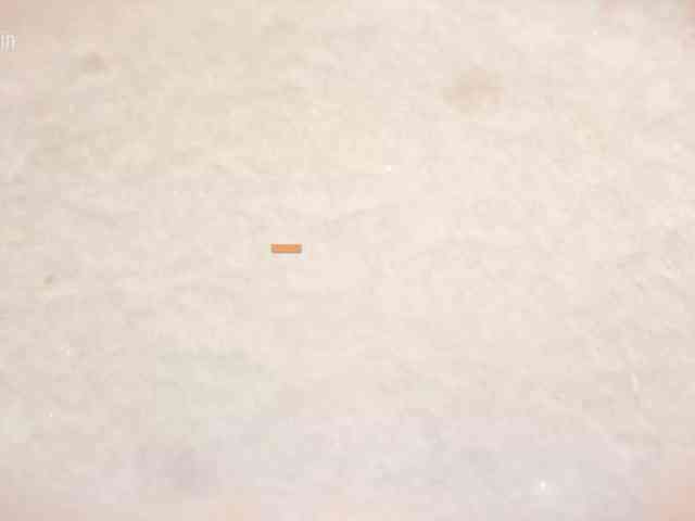 Taanni webcam