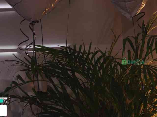 Taanni webcam