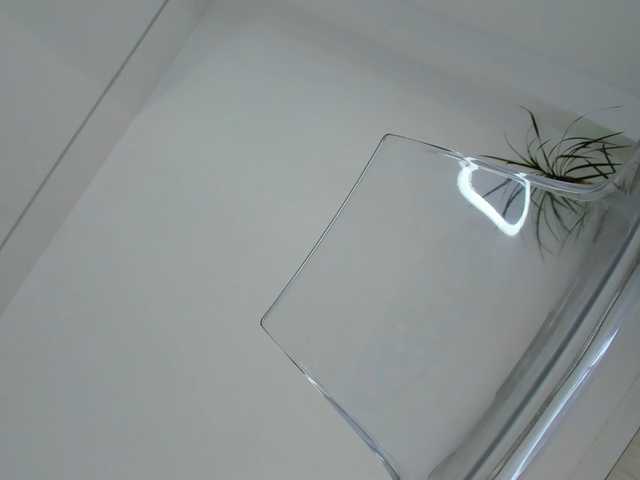 DiamondKay live cam on BongaCams